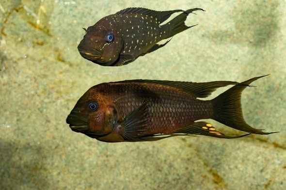 Petrochromis trewavasae 'Moliro'